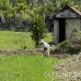 rice_ubud_h_0163_bal0979.jpg